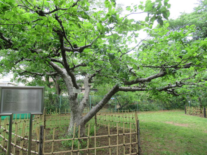 小石川植物園「ニュートンのりんご」