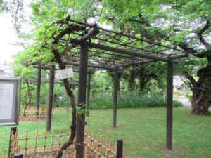 小石川植物園「メンデルのぶどう」